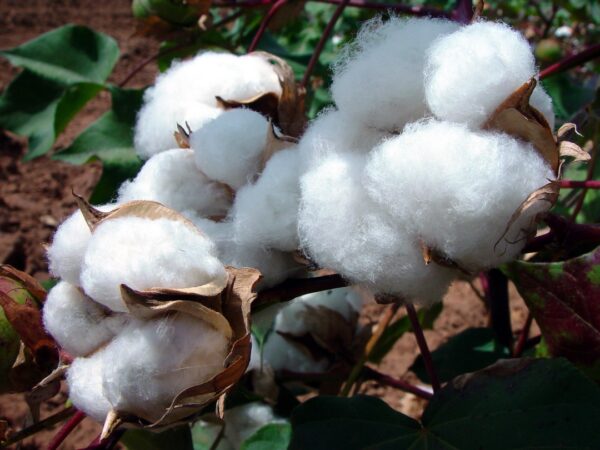 Cameroon: Nearly 120 million USD for the cotton and soybean sectors