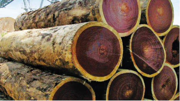 Cameroon: Emirati fund SGC Investment LLC invests 770 million USD in a wood industrial park