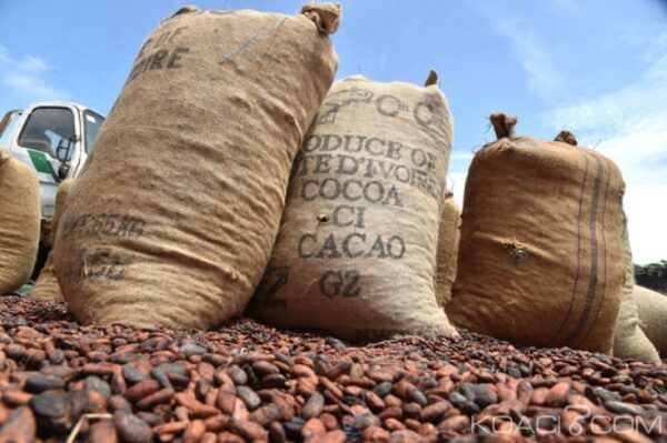 Ivory Coast: Coffee-Cocoa interprofessional organization reports a residual stock of around 60,000 tons
