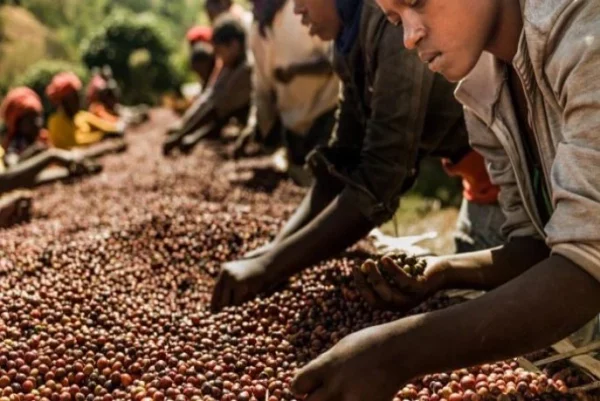 African Coffee: Turning a Raw Commodity into Economic Power