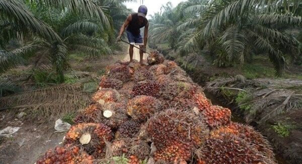Agriculture: Payment date of Palm Côte d’Ivoire’s 2025 dividend set for June 29, 2026