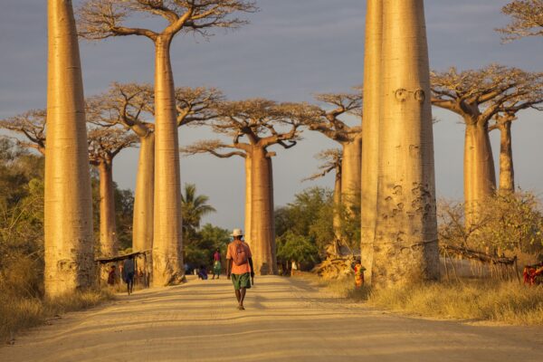 Exclusive: How Amarante Internationale was expelled from Madagascar