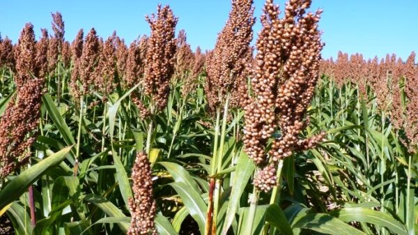Kenya: Agricultural insurance gains independence