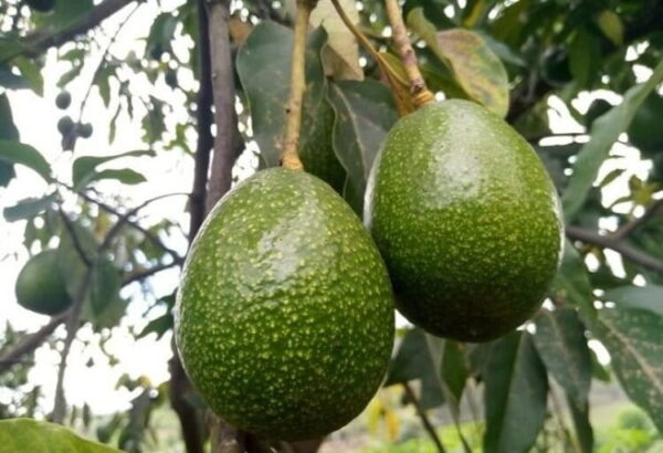 Rwanda: In 2024, avocado exports generated 8 million USD