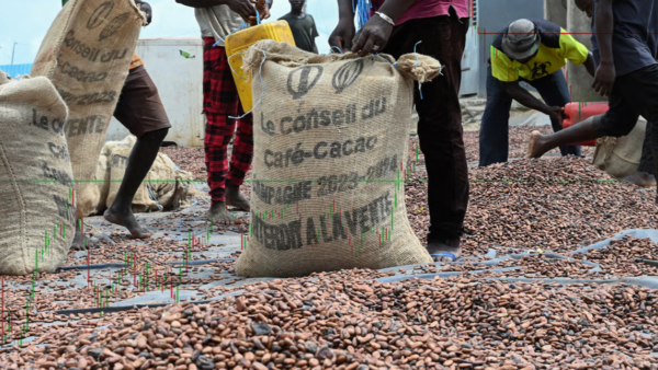 When cocoa falters: AfroInvest’s revelations on the Ivorian crisis