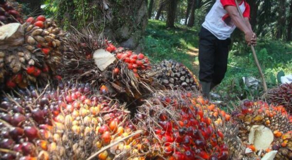 Agriculture: Sharp decline in profits for Palm Côte d’Ivoire in the first quarter of 2026