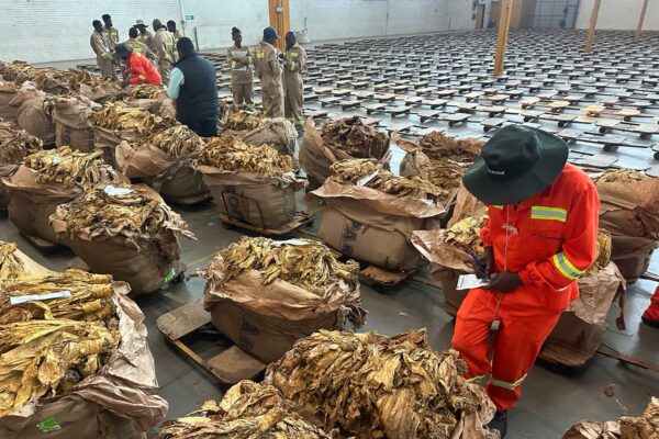Zimbabwe: $882 million already generated by tobacco sales in 2026