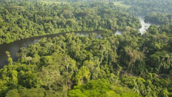 Cameroon: organizations strongly opposed to environmental crime, a scourge worth 280 billion USD