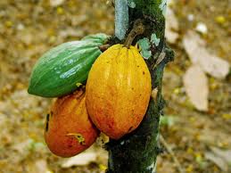 Cacao cameroun