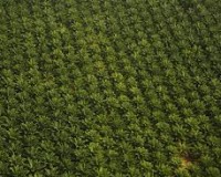 huile de palme plante