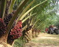 Palm oil Afrique