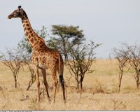 Kenya-animaux-girafe-savane-arbres-ag