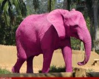 Côte d'ivoire elephant