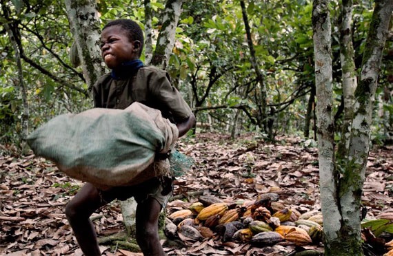 Cacao: l’OMCC construit une école primaire en Côte d’Ivoire