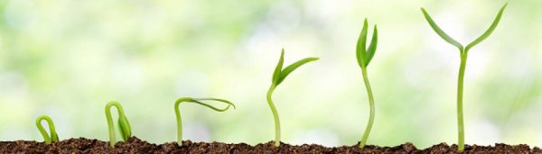 Neuvième investissement de African Agriculture Fund