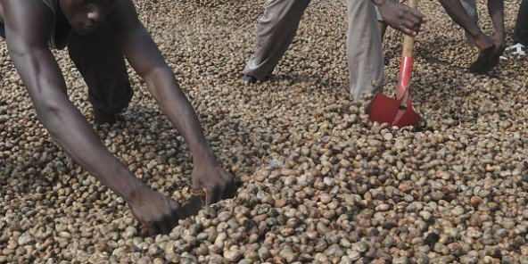 Nigeria : le projet Prosper Cashew prévoit 61 millions USD pour soutenir le secteur de noix de cajou
