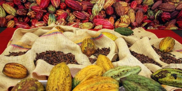 Cacao : les exigences de l’Union européenne entrent en vigueur le 1er janvier 2025