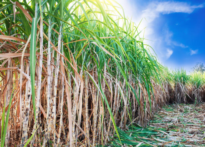 sugarcane-field-blue-sky-64460447