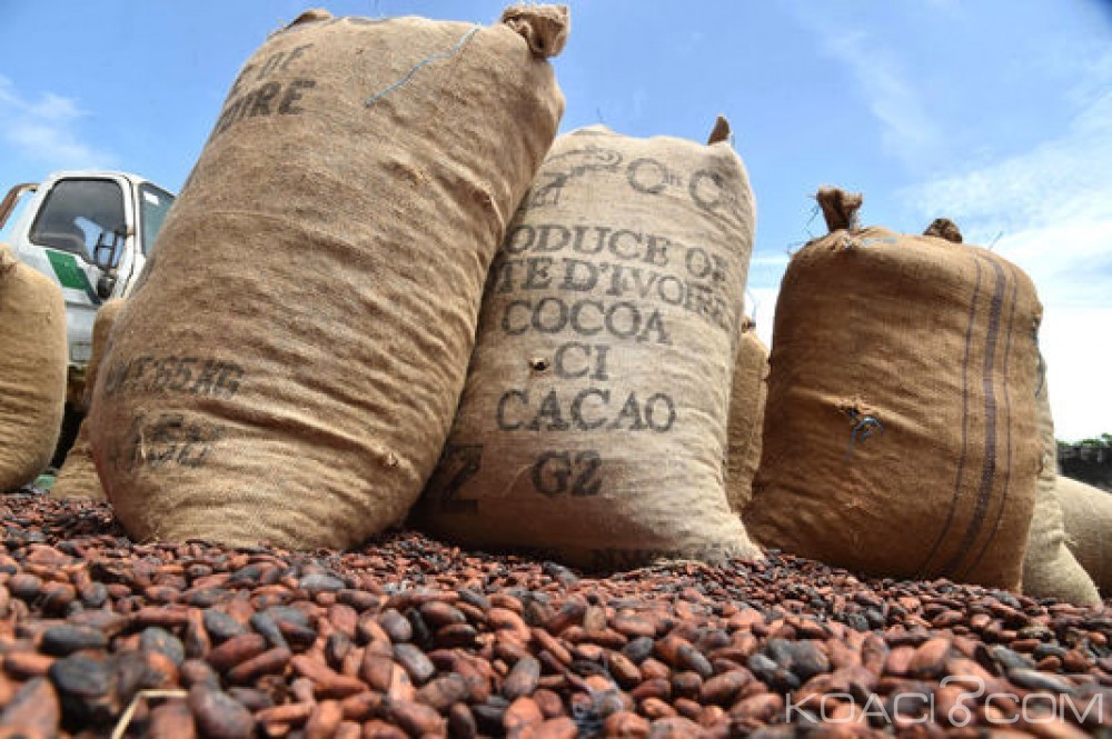 La Côte d’Ivoire fixe le prix d’achat du cacao à 750 francs CFA Financial Afrik