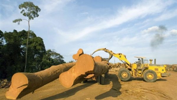 Gabon : le bois local transformé sur place (dossier)