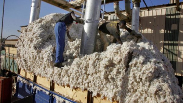 Cameroun : la filière coton pâtit de l’inflation des engrais