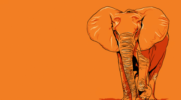 elephant ivoirien