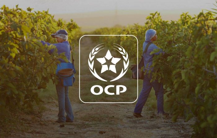 Morocco: the giant OCP reports mixed annual results despite the recovery of the fertilizer market