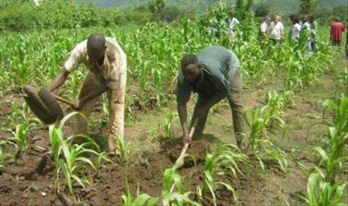 Bientôt une assurance agricole au Togo