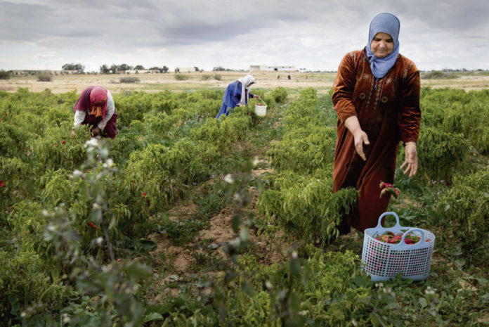 Agriculture, femmes, travaux des champs