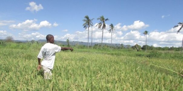 Togo : vers un projet national d’assurance agricole pour renforcer la résilience du secteur