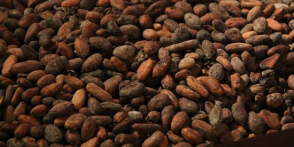 Côte d’Ivoire : inauguration d’une nouvelle usine de transformation de cacao