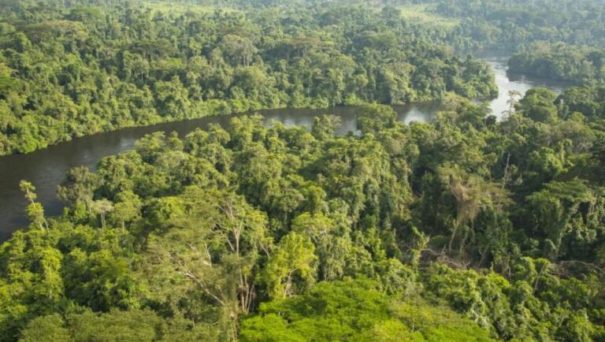 Cameroun : des organisations vent debout contre le crime environnemental, un fléau à 280 milliards USD