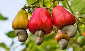 Anacarde : la Côte d’Ivoire projette une production record de plus d’un million de tonnes en 2022