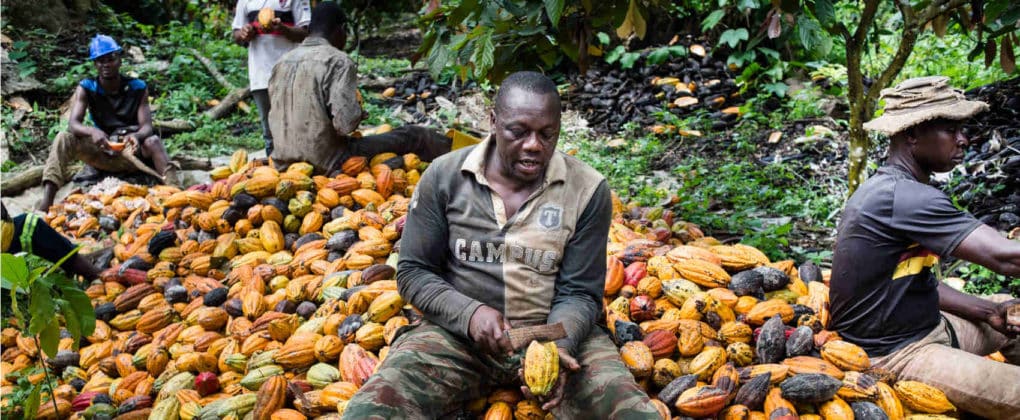 cameroun-la-production-de-cacao-devrait-d-passer-300-000-tonnes-en