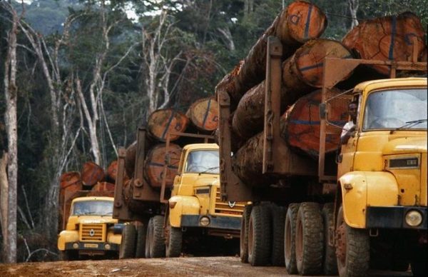 Gabon : La production de bois en baisse de près de 30% au 2e trimestre 2023