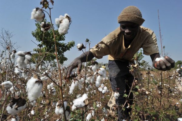 Côte d’Ivoire: la production de coton devrait chuter de 50%