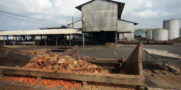 Agriculture : Léger retrait du bénéfice de la société Palm Côte d’Ivoire en 2022