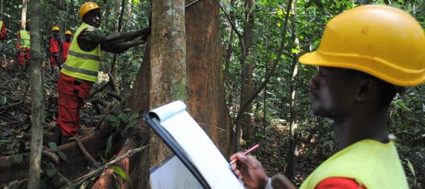 Gabon : la société forestière Rougier a réalisé un chiffre d’affaires de plus de 30 milliards de FCFA en 2022