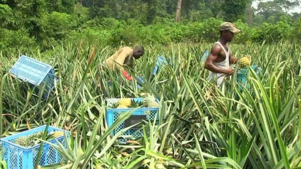 Cameroun : Les MUFID ont injecté 100 milliards de FCFA dans l’agriculture en 20 ans