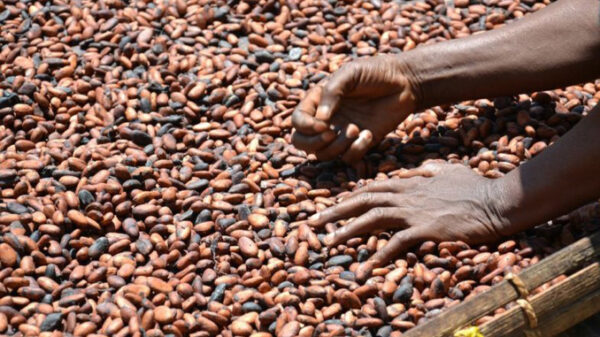 Les produits de café et de cacao de la RDC retirés du marché européen dès janvier 2025