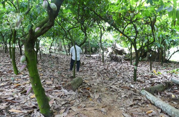 Ghana : le gouvernement prévoit l’acquisition de 200 000 hectares pour les plantations de cacao