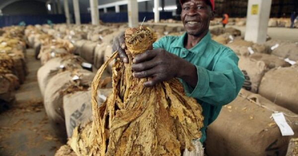 Tabac : le Zimbabwe dépasse les 300 millions de kilos et engrange plus d’un milliard de dollars