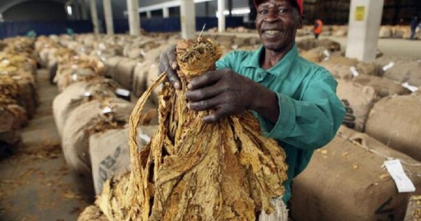 Tabac : le Zimbabwe dépasse les 300 millions de kilos et engrange plus d’un milliard de dollars