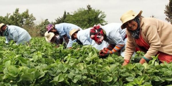 Climat : le Maroc sélectionné pour un fonds agricole de 132 millions de dollars