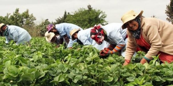 Climat : le Maroc sélectionné pour un fonds agricole de 132 millions de dollars