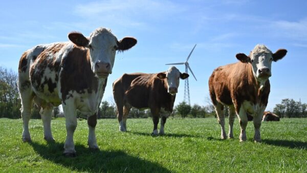 Le Nigeria mise sur l’importation de vaches danoises pour alléger sa facture laitière de 1,5 milliard de dollars