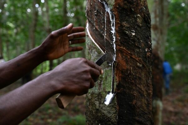 Dividendes 2024 BRVM : retour de fortune pour les actionnaires de la Société Africaine de Plantation d’Hévéas