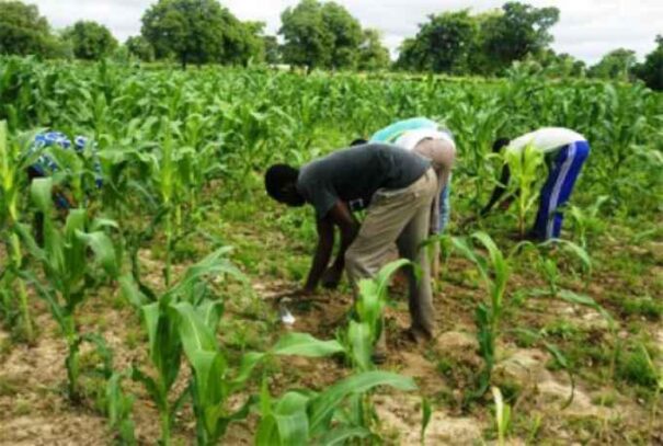 Sénégal : Hausse de 8,1% des crédits alloués aux producteurs agricoles au premier trimestre 2025