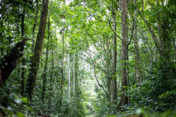 Cameroun : un code éthique contre les crimes environnementaux transfrontaliers