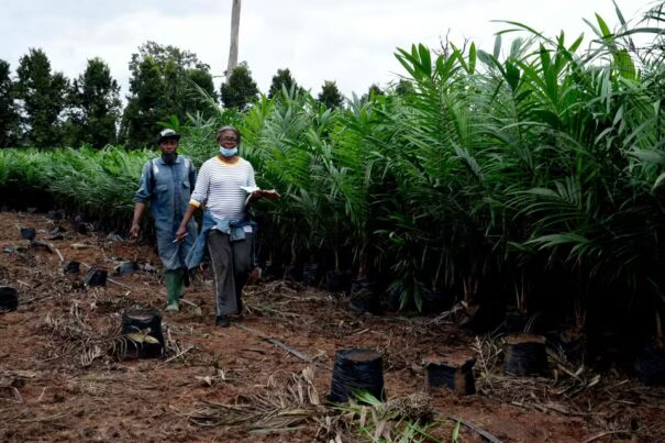 Les producteurs nigérians d’huile de palme prévoient des bénéfices records en 2025